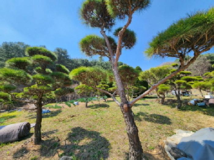 경기 남양주시 진접읍 전 경매 물건 사진 6 · 2025타경71245