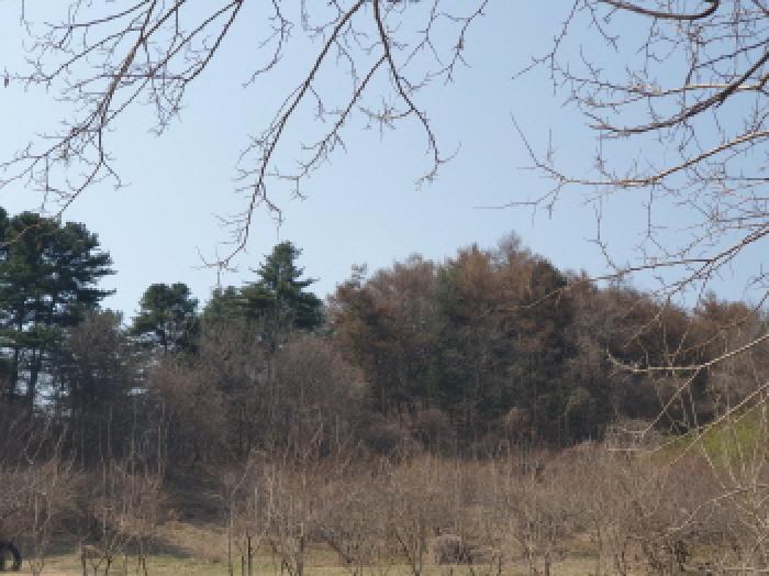 경기 가평군 가평읍 임야 경매 물건 사진 3 · 2025타경71424
