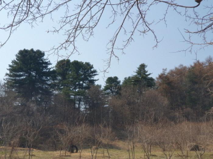 경기 가평군 가평읍 임야 경매 물건 사진 4 · 2025타경71424