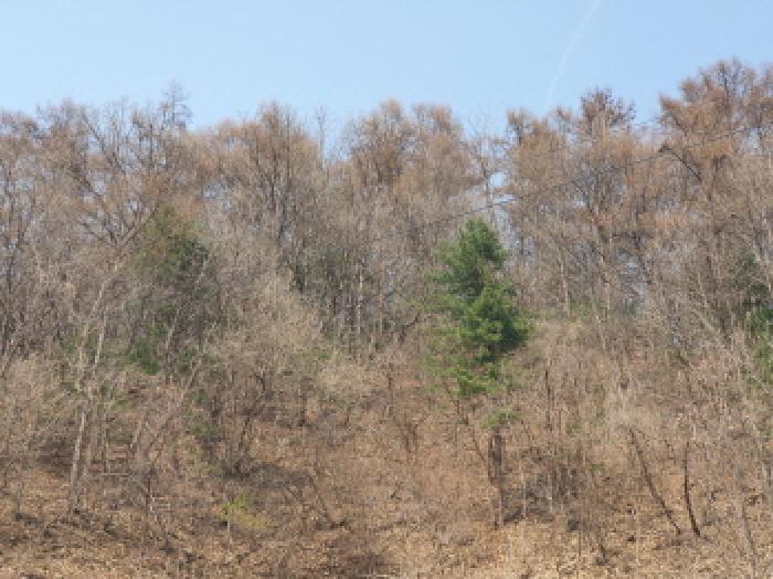 경기 가평군 가평읍 임야 경매 물건 사진