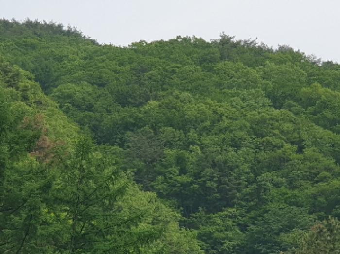 경기 가평군 청평면 임야 경매 물건 사진 2 · 2025타경71616