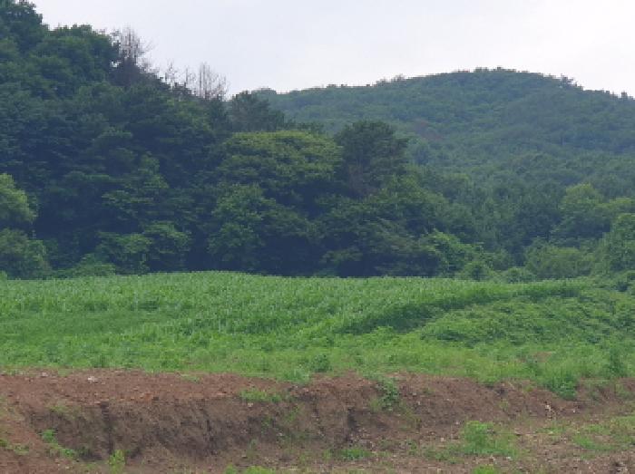 경기 가평군 상면 전 경매 물건 사진