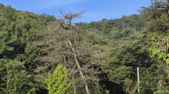 경기 남양주시 별내면 임야 경매 물건 사진 4 · 2025타경72254