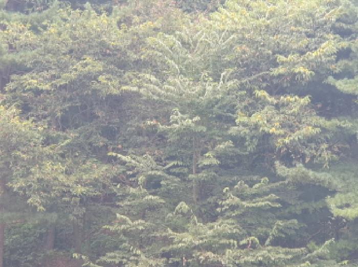 경기 남양주시 화도읍 임야 경매 물건 사진 3 · 2025타경72277