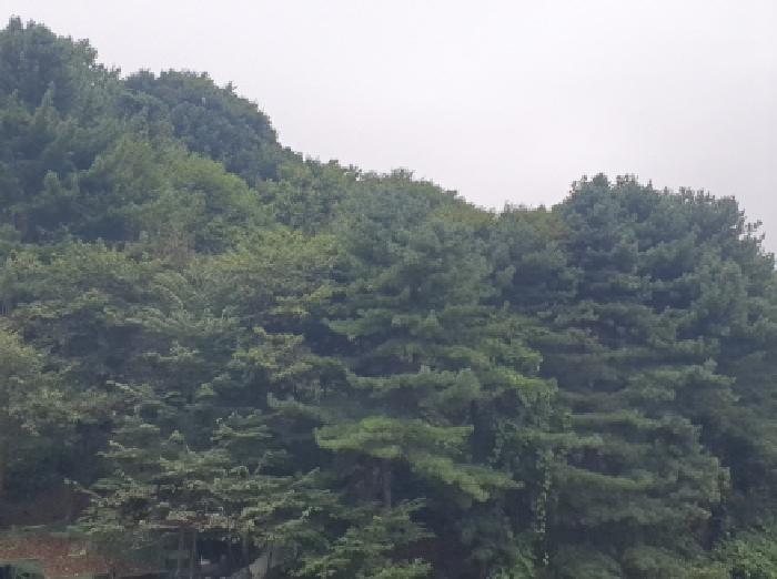 경기 남양주시 화도읍 임야 경매 물건 사진 4 · 2025타경72277