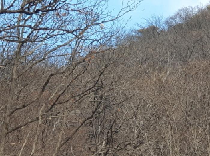 경기 가평군 청평면 임야 경매 물건 사진