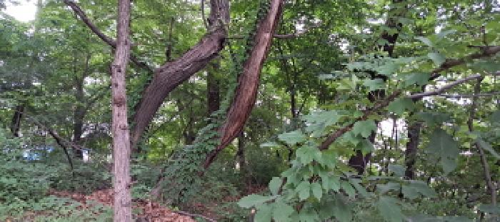 경기 고양시 덕양구 고양동 임야 경매 물건 사진 4 · 2025타경2770