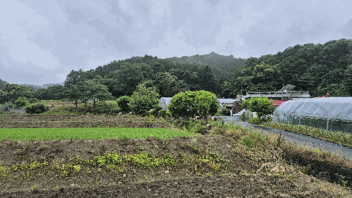 경기도 파주시 법원읍 직천리 산135-3 임야 경매 물건 사진