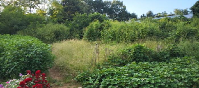 경기 파주시 파주읍 대지 경매 물건 사진