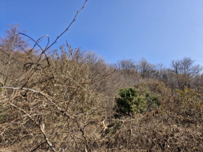 경기 안산시 단원구 대부동동 임야 경매 물건 사진