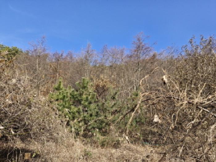 경기 안산시 단원구 대부동동 임야 경매 물건 사진 2 · 2025타경1010