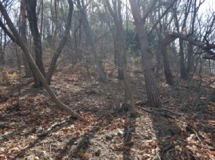 경기 시흥시 군자동 임야 경매 물건 사진 5 · 2025타경51815