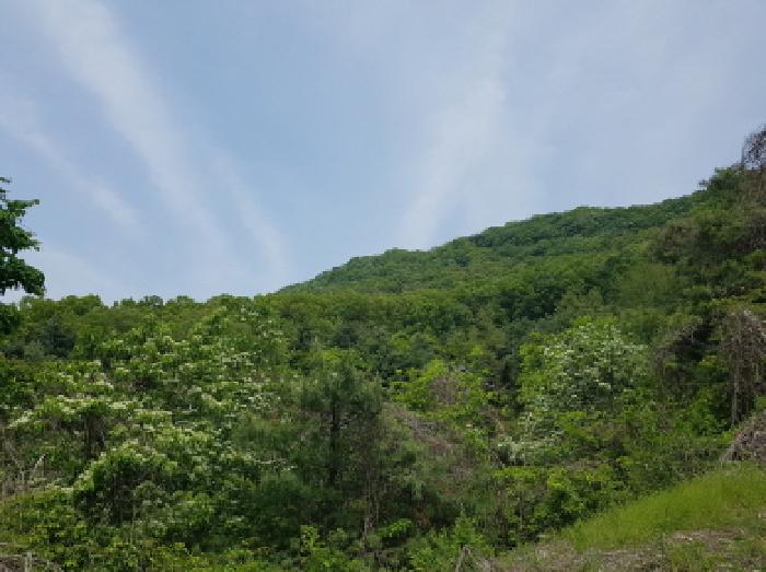 경기 광명시 일직동 임야 경매 물건 사진 2 · 2025타경52285