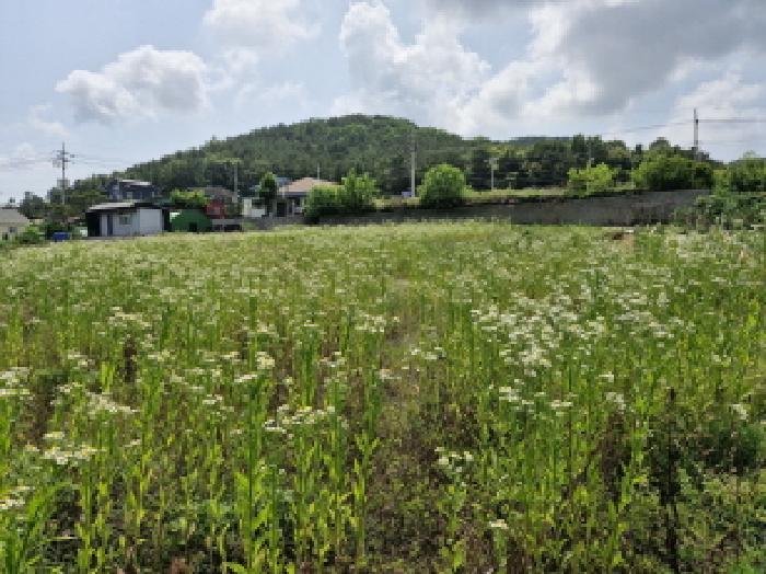 경기 안산시 단원구 대부동동 전 경매 물건 사진 2 · 2025타경52556
