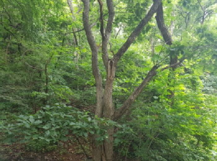 경기 광명시 노온사동 임야 경매 물건 사진 2 · 2025타경52633