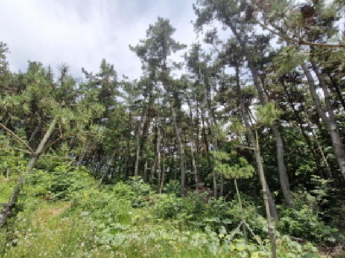 경기 안산시 단원구 대부동동 임야 경매 물건 사진 2 · 2025타경52816
