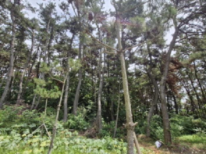 경기 안산시 단원구 대부동동 임야 경매 물건 사진 3 · 2025타경52816
