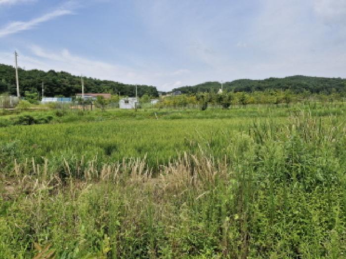 경기 안산시 단원구 대부남동 답 경매 물건 사진