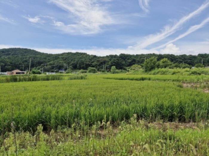 경기 안산시 단원구 대부남동 답 경매 물건 사진 3 · 2025타경52996