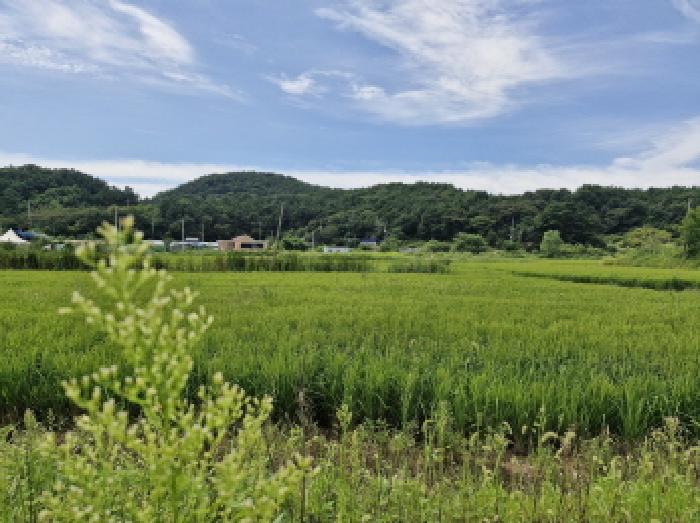 경기 안산시 단원구 대부남동 답 경매 물건 사진 4 · 2025타경52996
