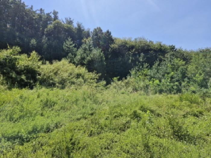 경기 안산시 단원구 대부남동 임야 경매 물건 사진