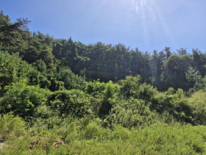 경기 안산시 단원구 대부남동 임야 경매 물건 사진 5 · 2025타경53131