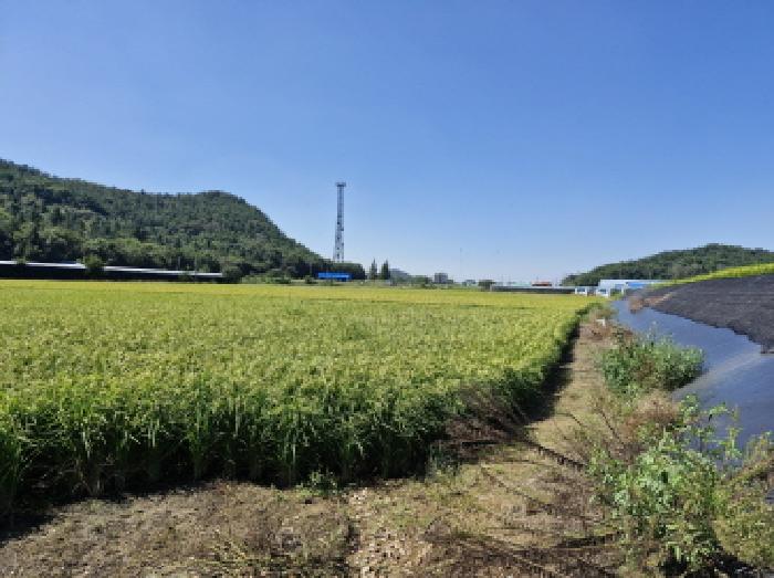경기 안산시 단원구 대부남동 답 경매 물건 사진