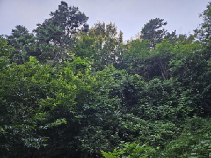 경기 시흥시 포동 임야 경매 물건 사진