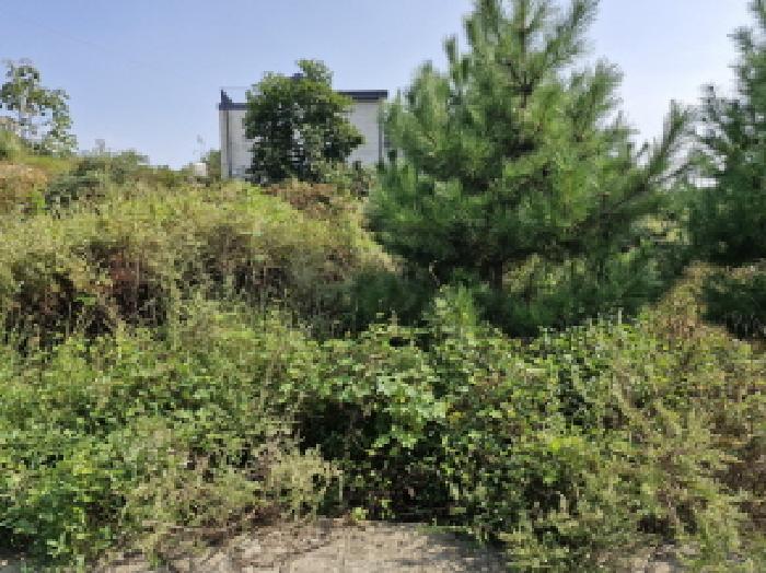 경기 안산시 단원구 대부남동 임야 경매 물건 사진 4 · 2025타경873